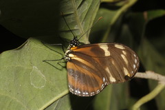 Eueides isabella eva