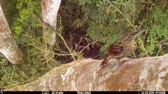 Xiphorhynchus lachrymosus