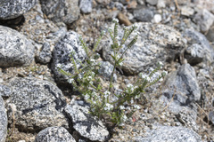 Cryptantha barbigera
