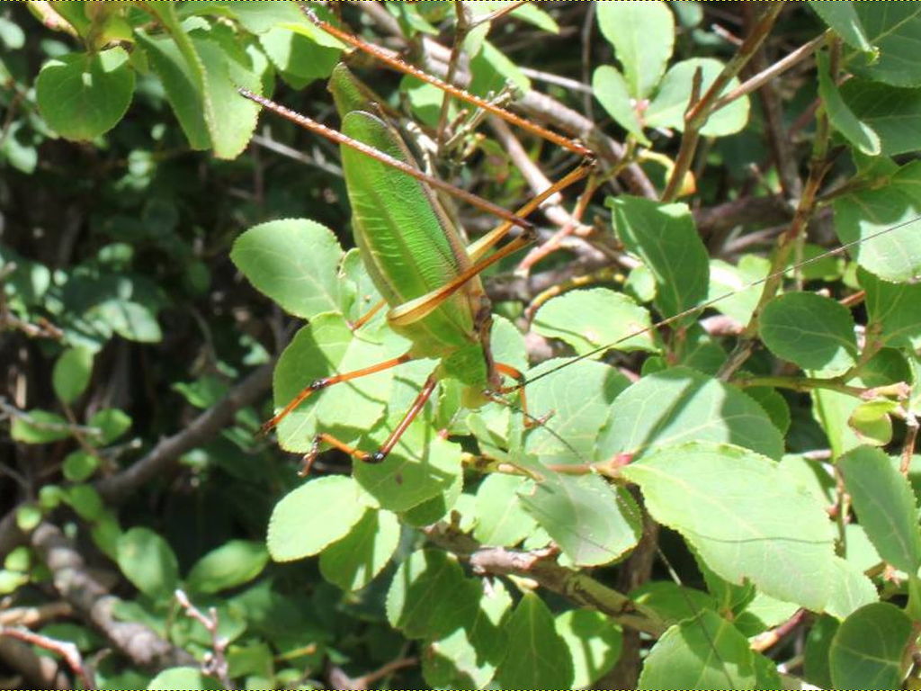 Shirakisotima japonica