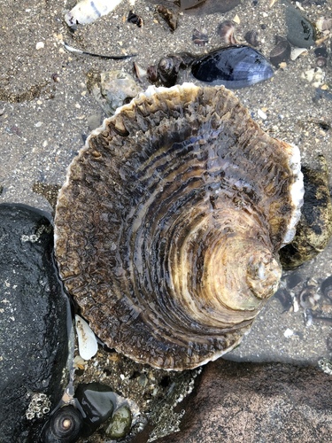 European Flat Oyster