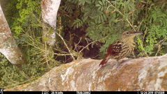 Xiphorhynchus lachrymosus