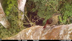 Xiphorhynchus lachrymosus