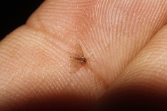 Phlebotominae