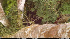 Xiphorhynchus lachrymosus