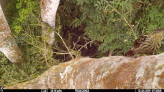 Xiphorhynchus lachrymosus