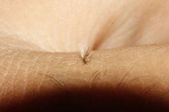 Phlebotominae