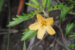 Turnera sidoides