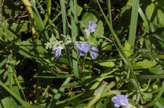 Salvia pallida