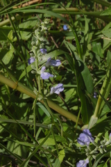 Salvia pallida