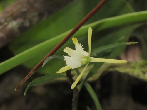 Epidendrum batesii Dodson