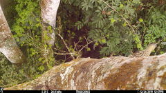 Xiphorhynchus lachrymosus