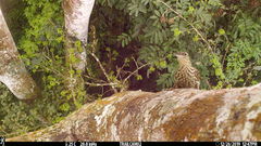 Xiphorhynchus lachrymosus