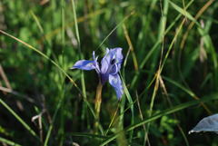 Moraea sisyrinchium