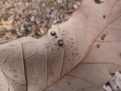 Phylloteras volutellae