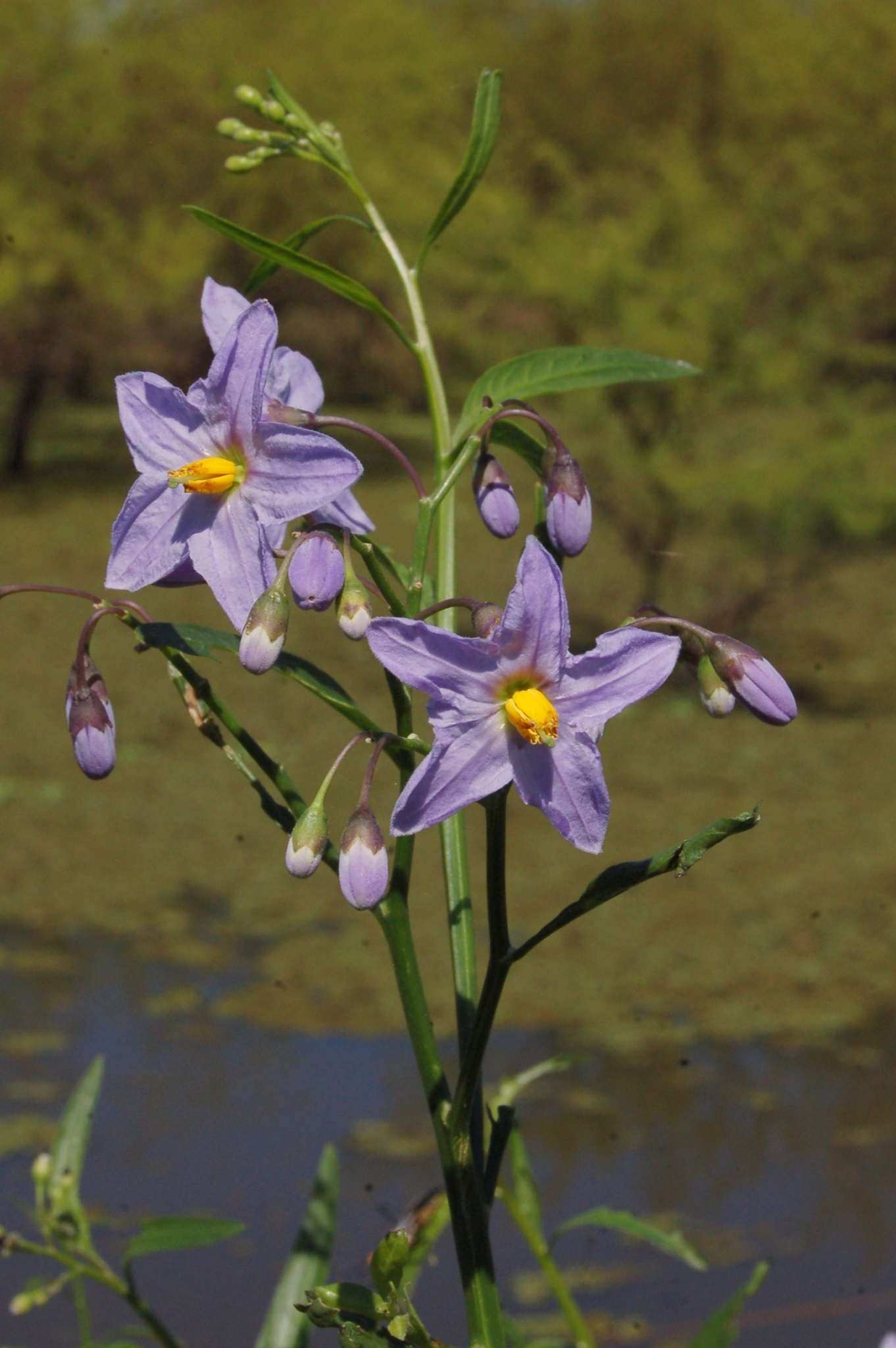 Solanum amygdalifolium