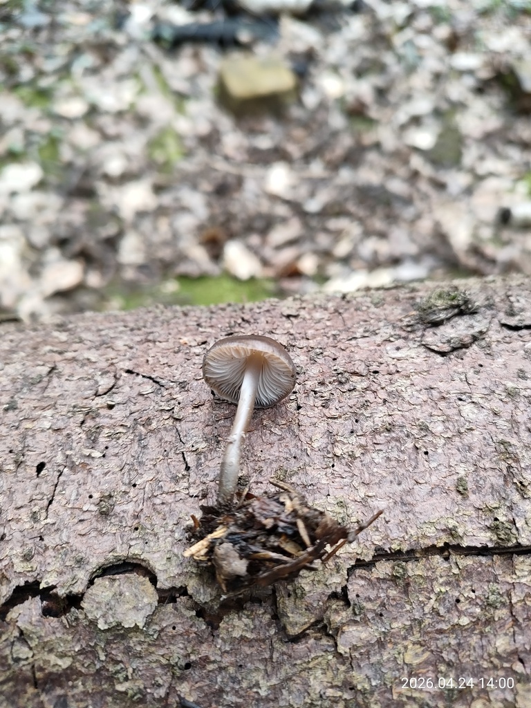 Mycena plumipes · April 2026 · photo: © corporal-natural (iNaturalist, cc0)
