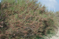 Tamarix