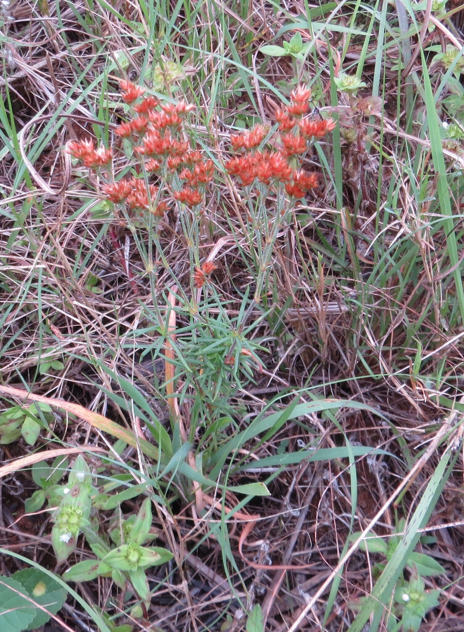Imagem de Polycarpaea corymbosa