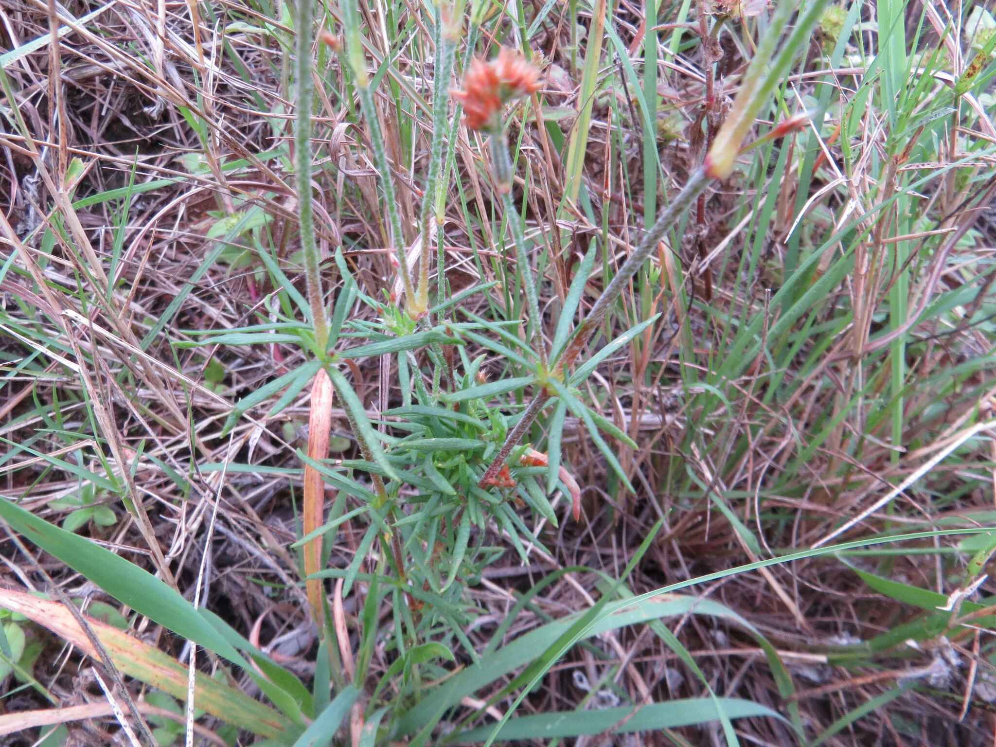 Imagem de Polycarpaea corymbosa