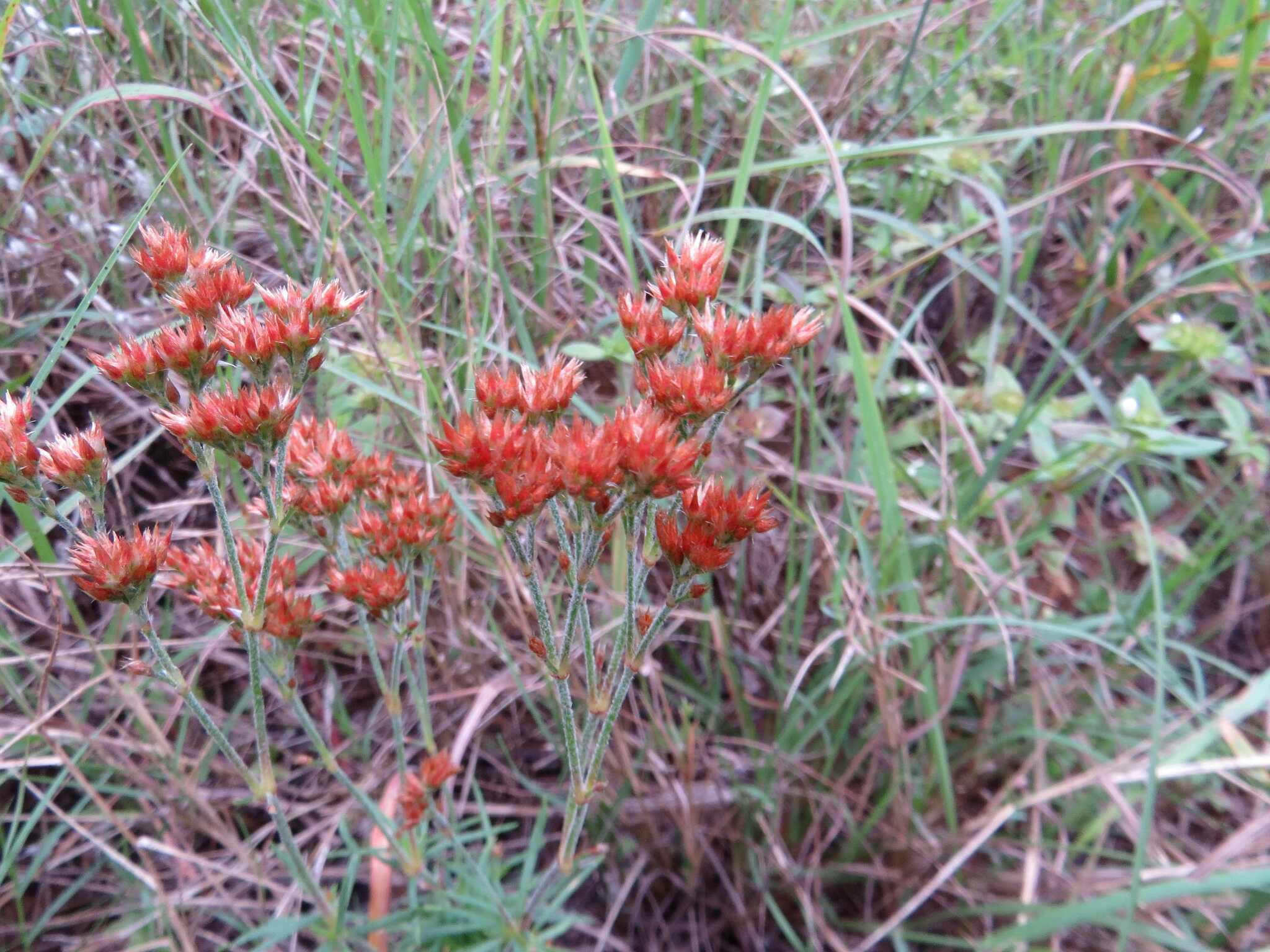 Imagem de Polycarpaea corymbosa