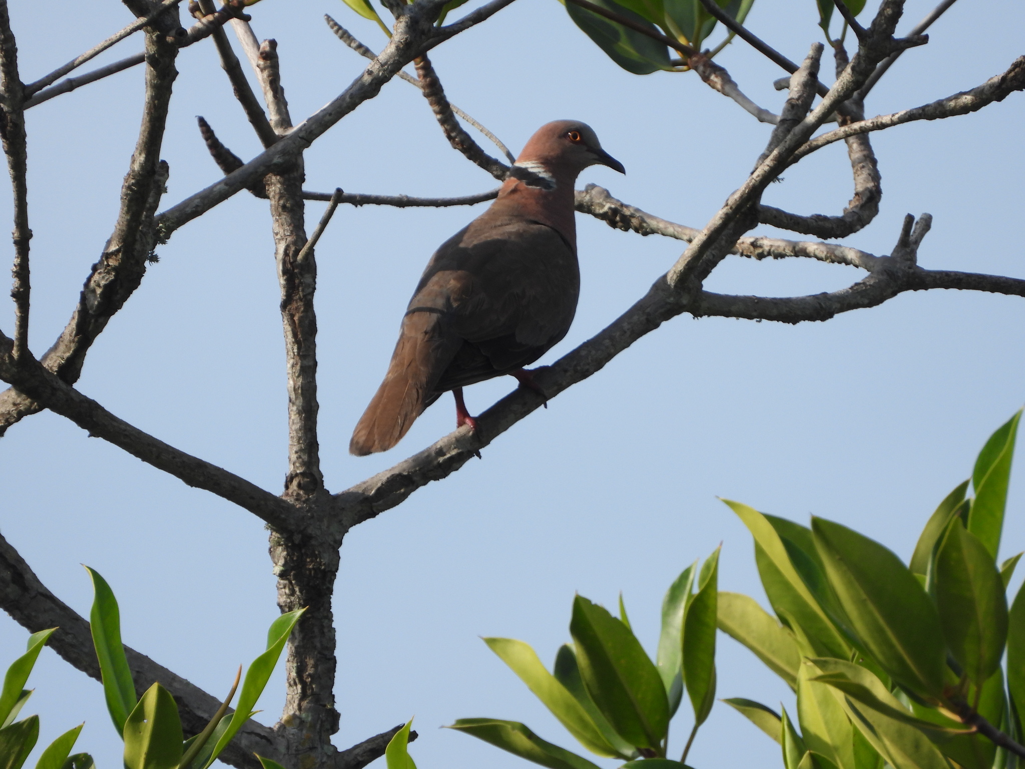 Sunda Collared Dove (Streptopelia bitorquata), photo 6