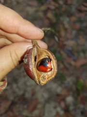 Ormosia coccinea subsimplex