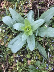 Thlaspi arvense