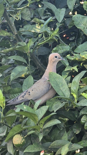 Eared Dove