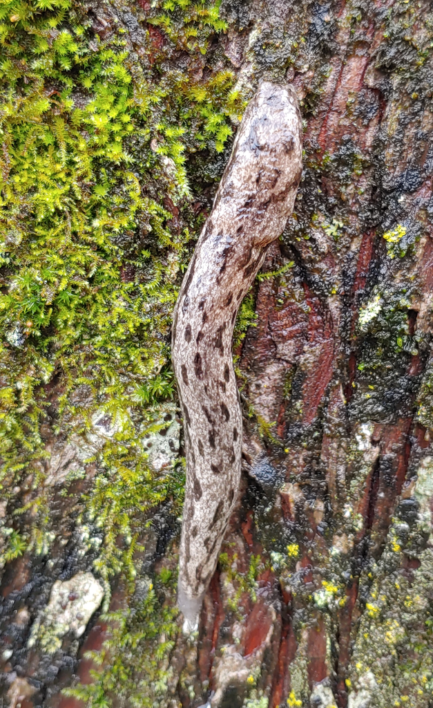 Megapallifera