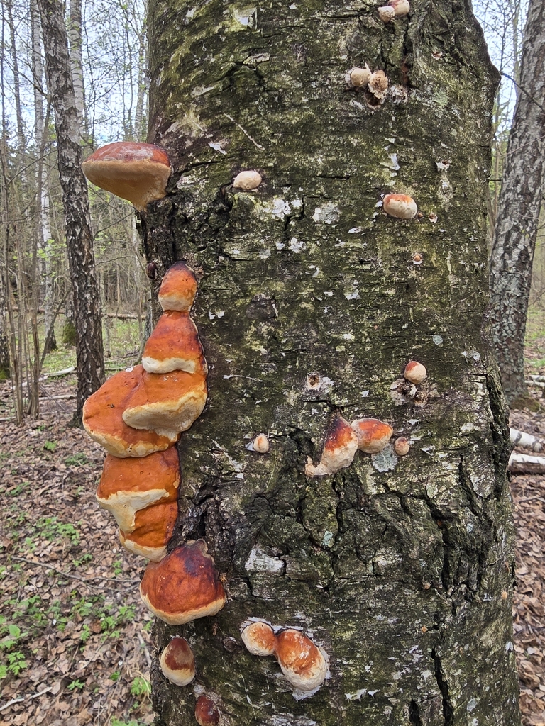 Fomitopsis pinicola · April 2026 · photo: © aurelijusnarb (iNaturalist, cc-by)