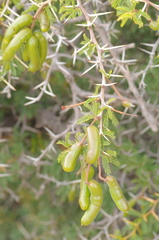 Prosopis ferox