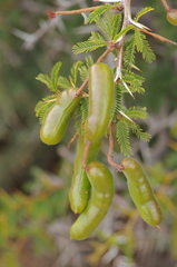 Prosopis ferox
