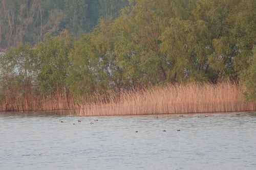 Falcated Duck