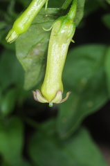 Salpichroa tristis