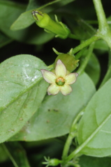 Salpichroa tristis