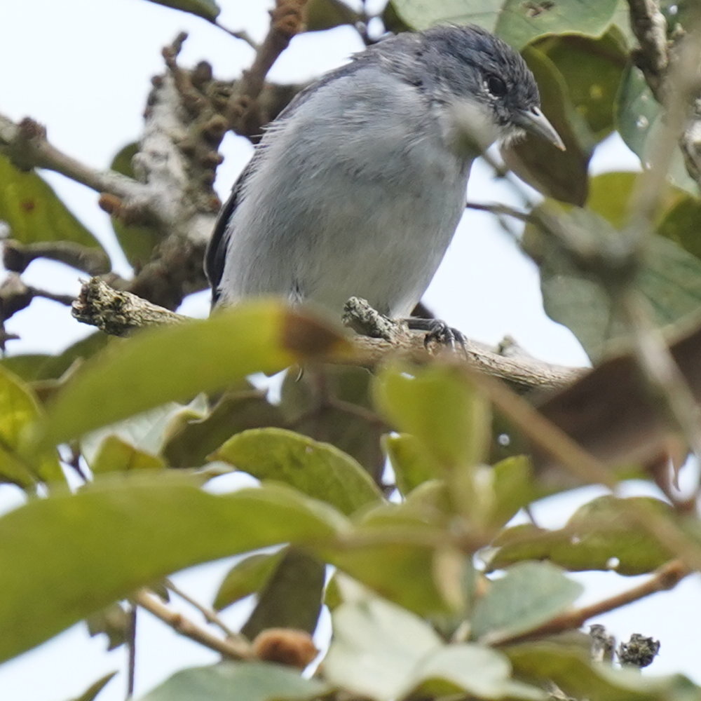 Chestnut-vented Conebill (Conirostrum speciosum), photo 6