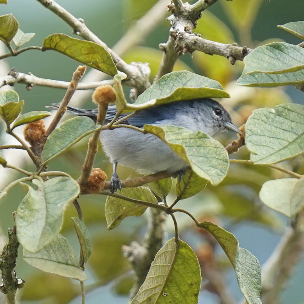 Chestnut-vented Conebill (Conirostrum speciosum), photo 5
