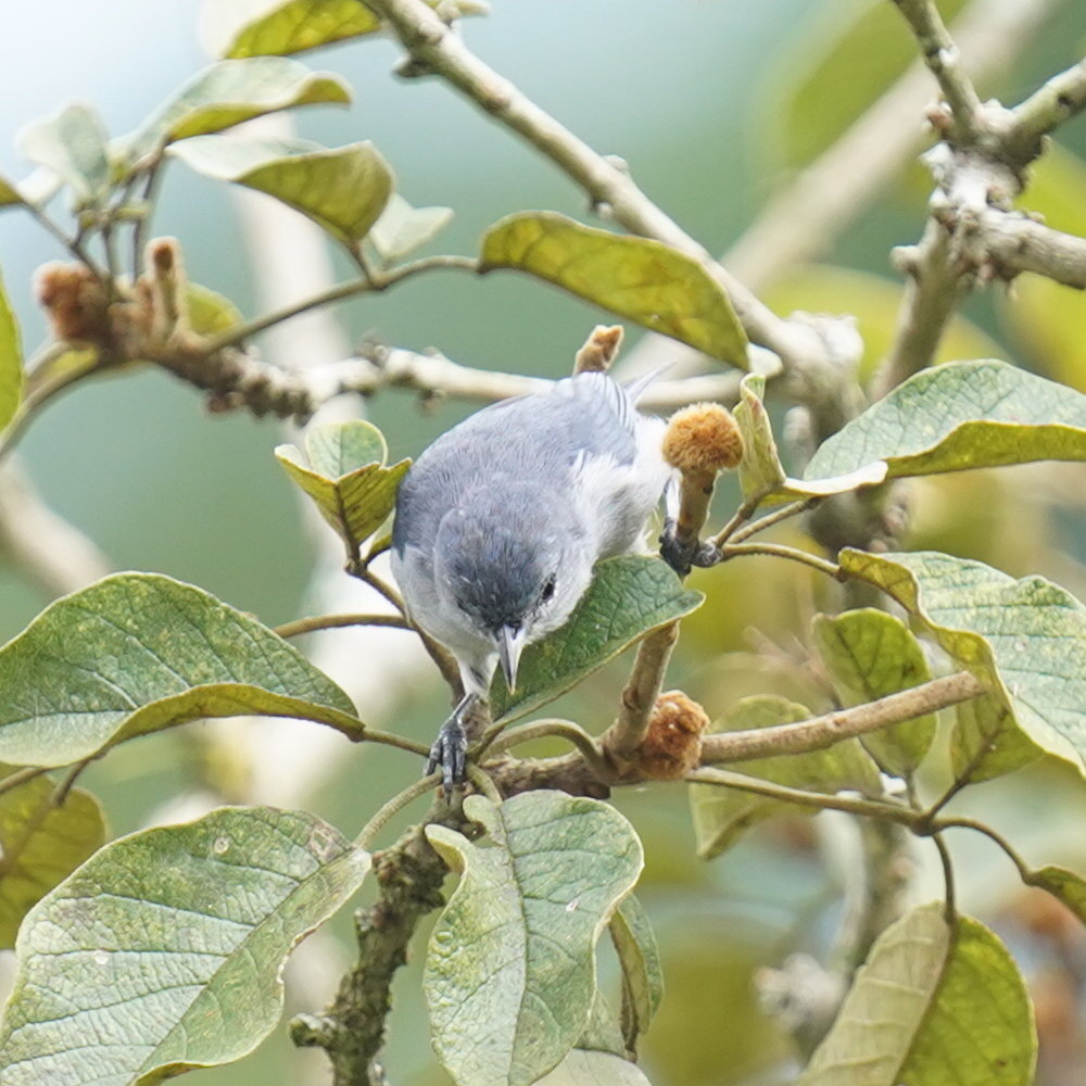 Chestnut-vented Conebill (Conirostrum speciosum), photo 10