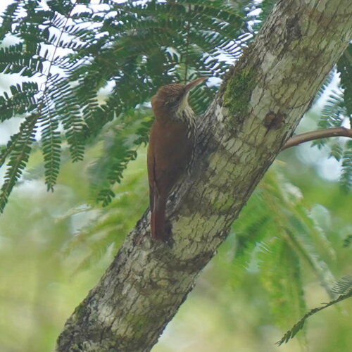 Scaled Woodcreeper (Lepidocolaptes squamatus), photo 7