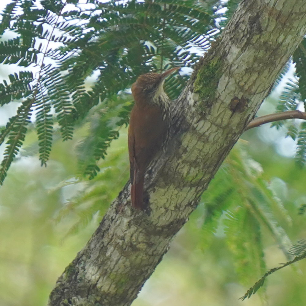 Scaled Woodcreeper (Lepidocolaptes squamatus), photo 7