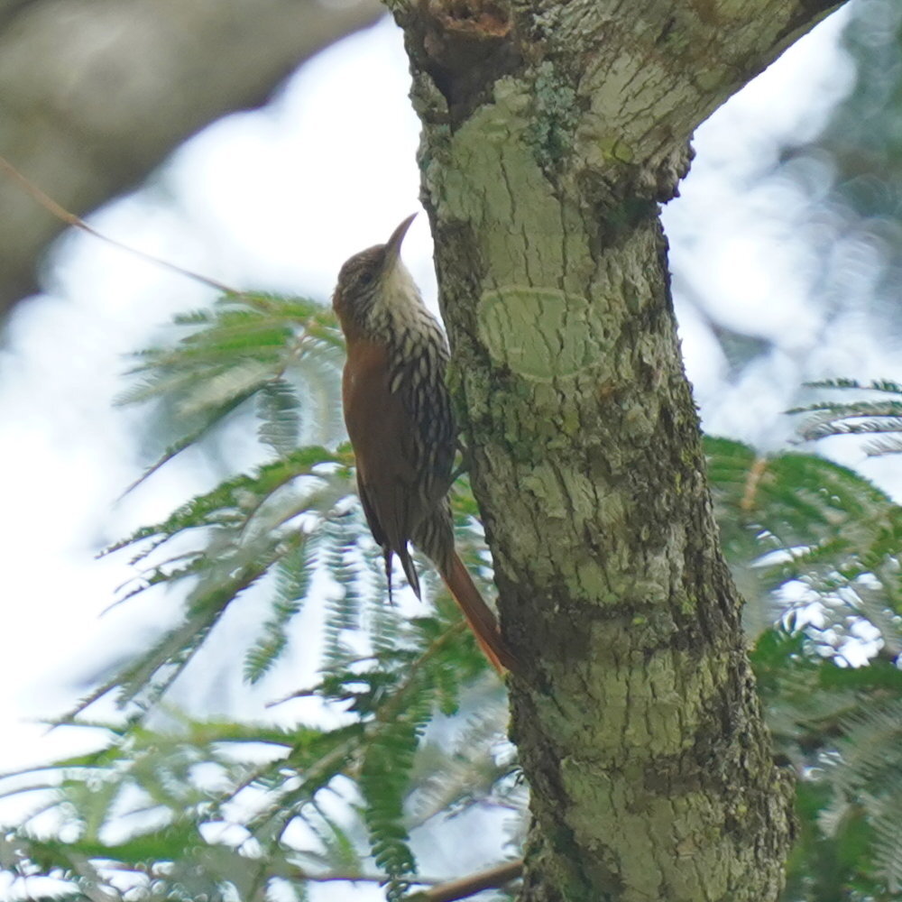 Scaled Woodcreeper (Lepidocolaptes squamatus), photo 6