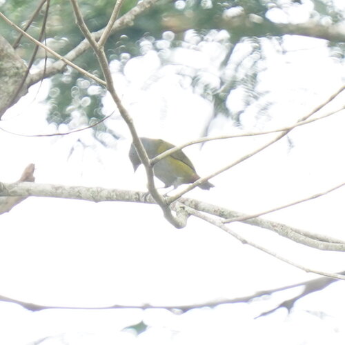 Chestnut-bellied Euphonia (Euphonia pectoralis), photo 10