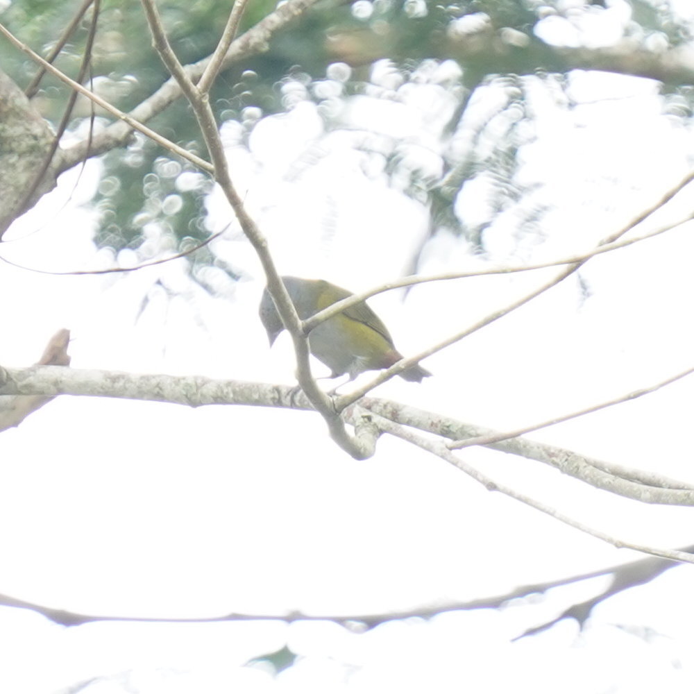 Chestnut-bellied Euphonia (Euphonia pectoralis), photo 7