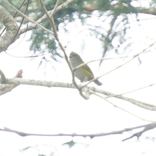 Chestnut-bellied Euphonia (Euphonia pectoralis), photo 9