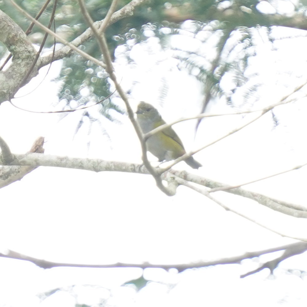 Chestnut-bellied Euphonia (Euphonia pectoralis), photo 6
