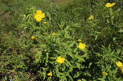 Ludwigia bonariensis