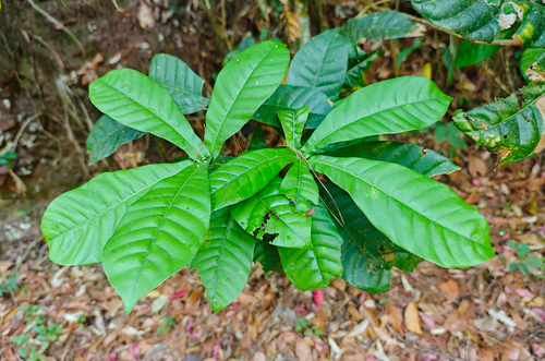 Lithocarpus elegans observed 2026-04-24
