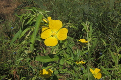 Ludwigia bonariensis