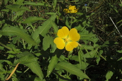 Ludwigia bonariensis